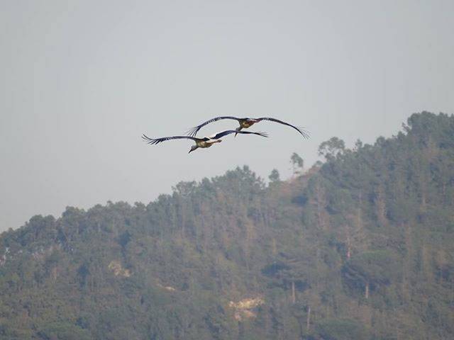 Cegonha branca