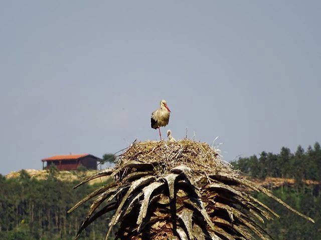 Cegonha branca