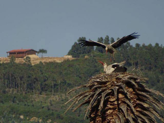 Cegonha branca