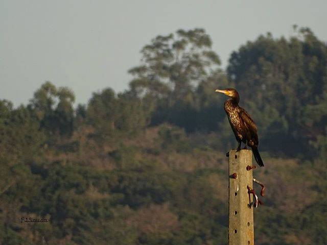 Corvo marinho