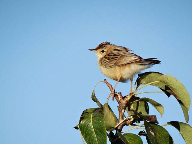 Fuinha dos juncos