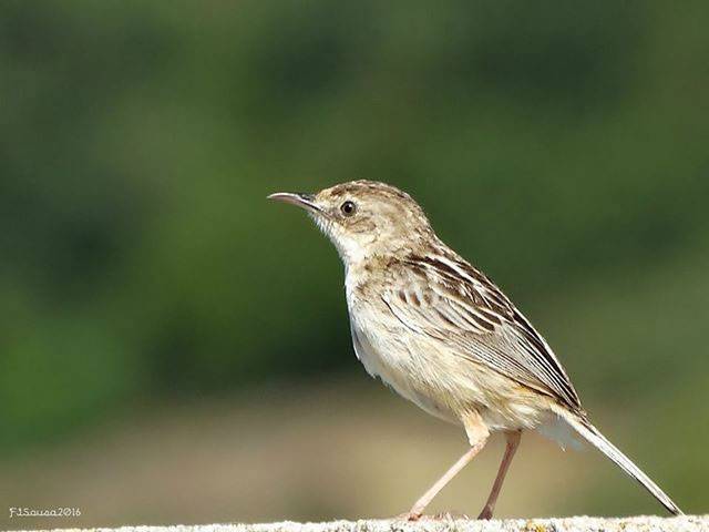 Fuinha dos juncos