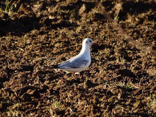 Guincho comum