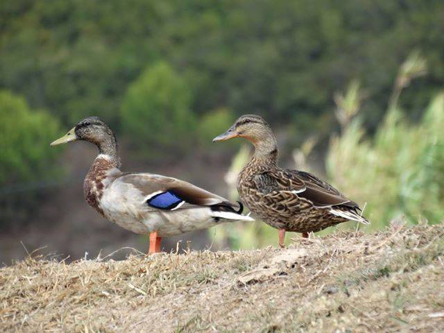 Pato real (azul macho e castanho fêmea)