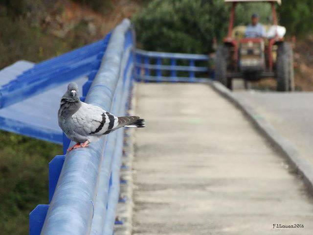 Pombo das rochas