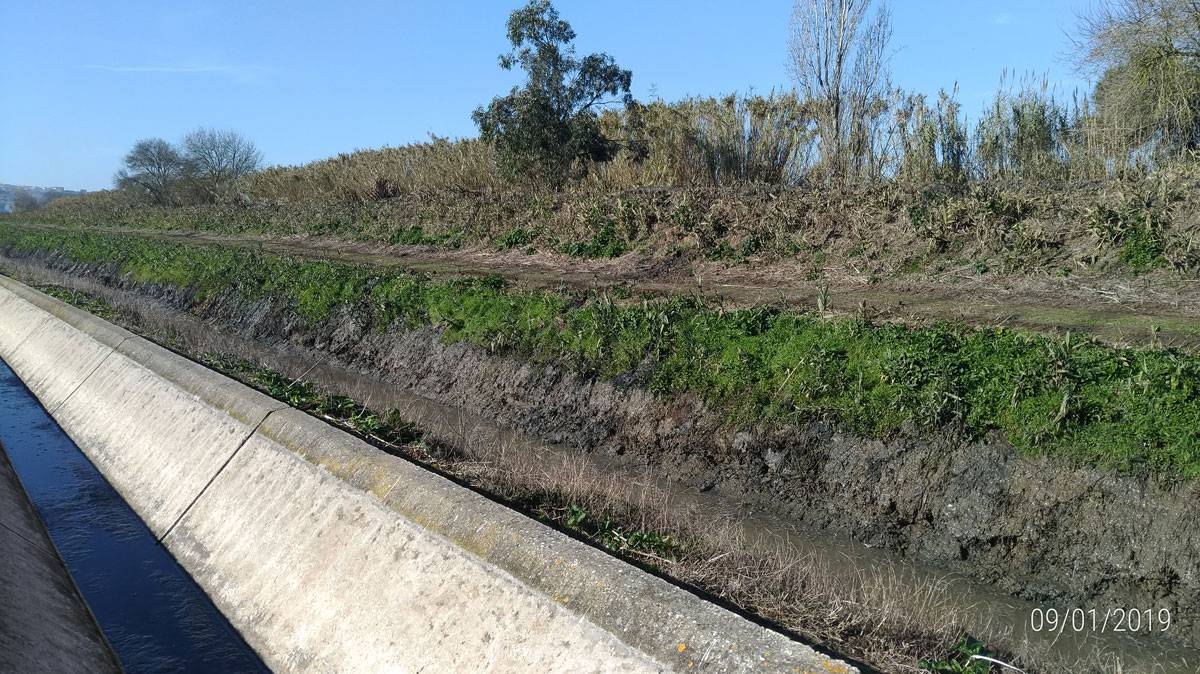 Limpeza do Coletor - Janeiro de 2019