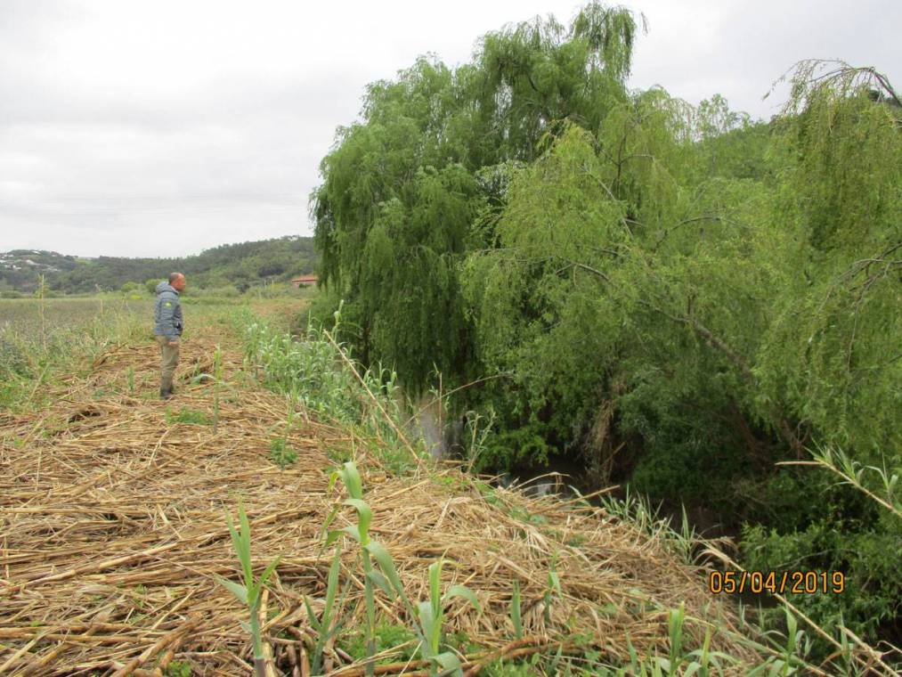 Limpeza do Rio Alcôa – Margem de Alcobaça - Abril de 2019