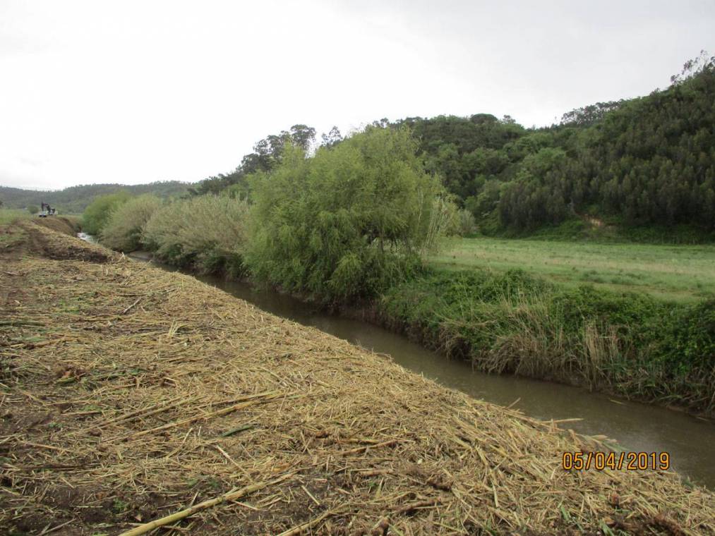 Limpeza do Rio Alcôa – Margem de Alcobaça - Abril de 2019