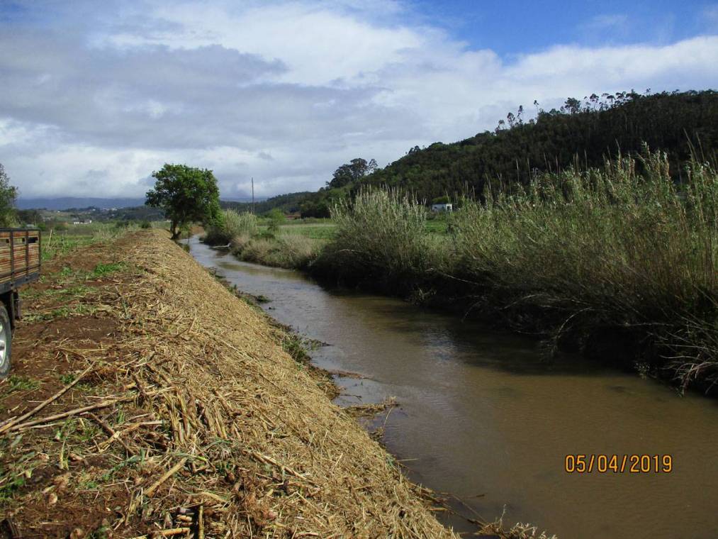 Limpeza do Rio Alcôa – Margem de Alcobaça - Abril de 2019