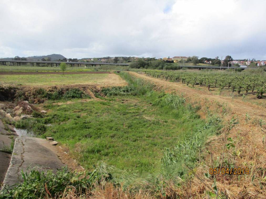 Limpeza do Rio Alcôa – Margem de Alcobaça - Abril de 2019