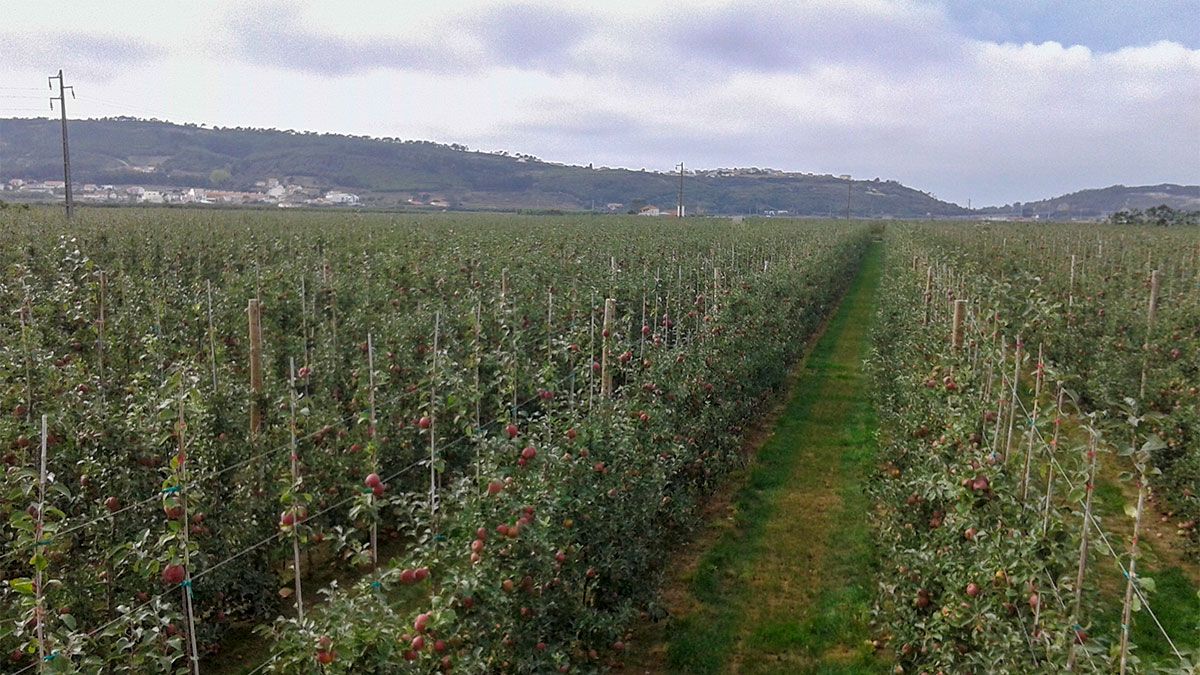 Portugal Vence Prémio “Melhor Jovem Agricultor Europeu” 2018
